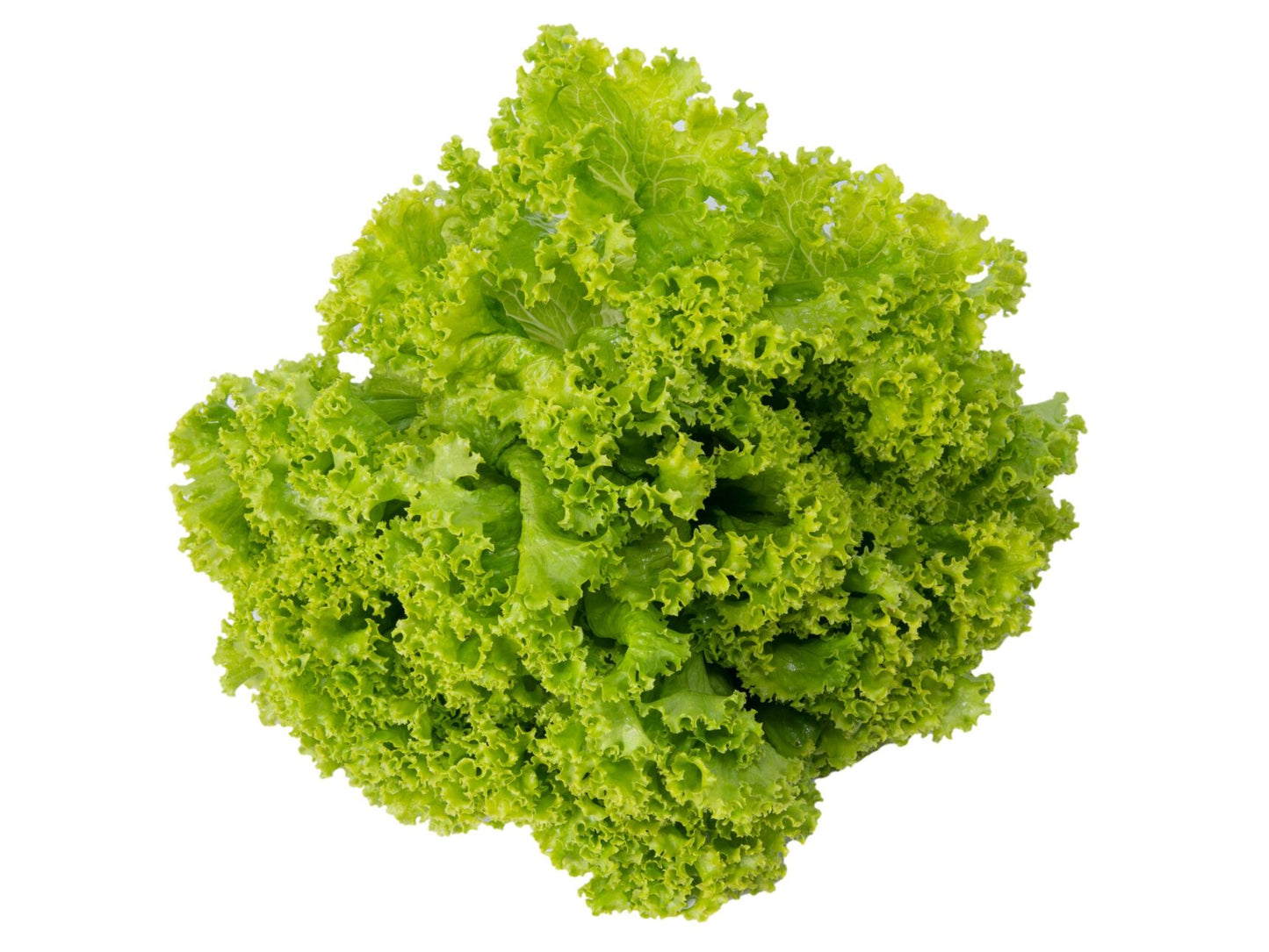 Lechuga crespa Verde