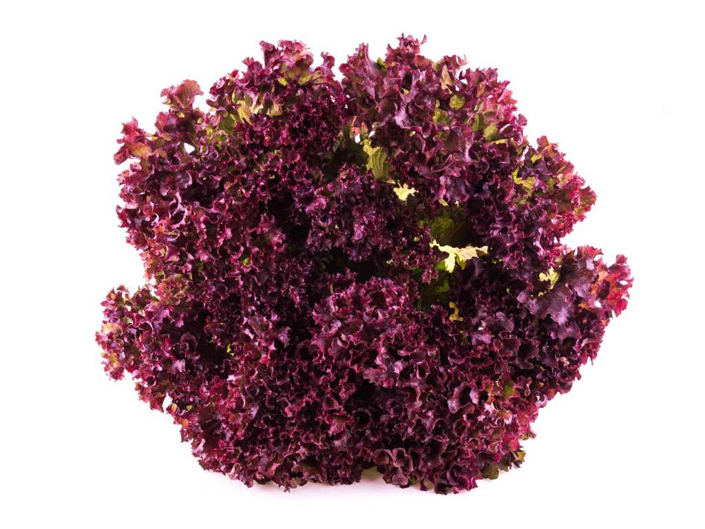 Lechuga crespa morada