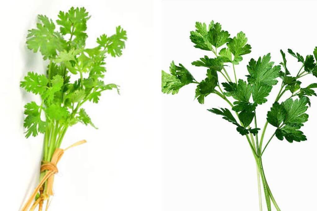 Cilantro y Perejil