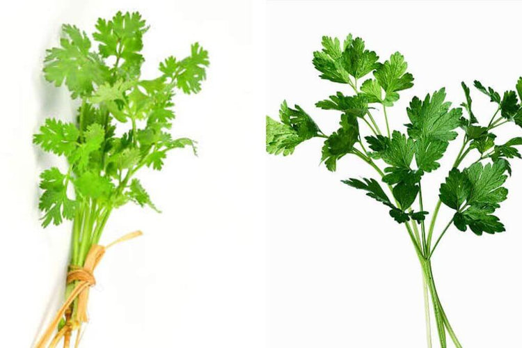 Cilantro y Perejil