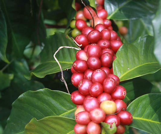 Café Castillo Colombia