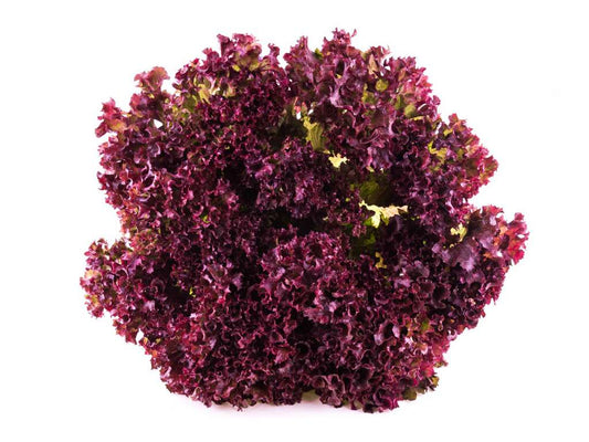 Lechuga crespa morada
