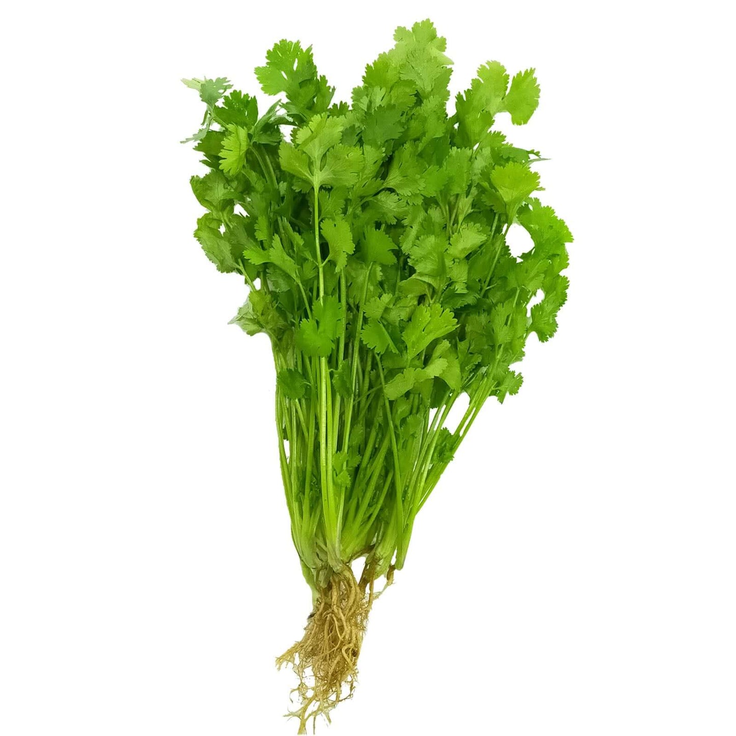 Cilantro